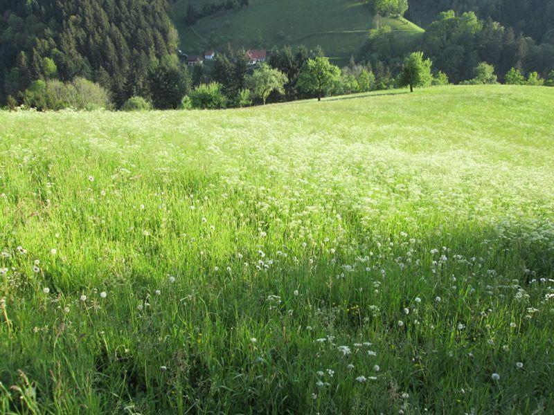 Hinterkimmighof Appartamento Oberharmersbach Esterno foto