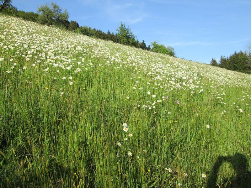 Hinterkimmighof Appartamento Oberharmersbach Esterno foto